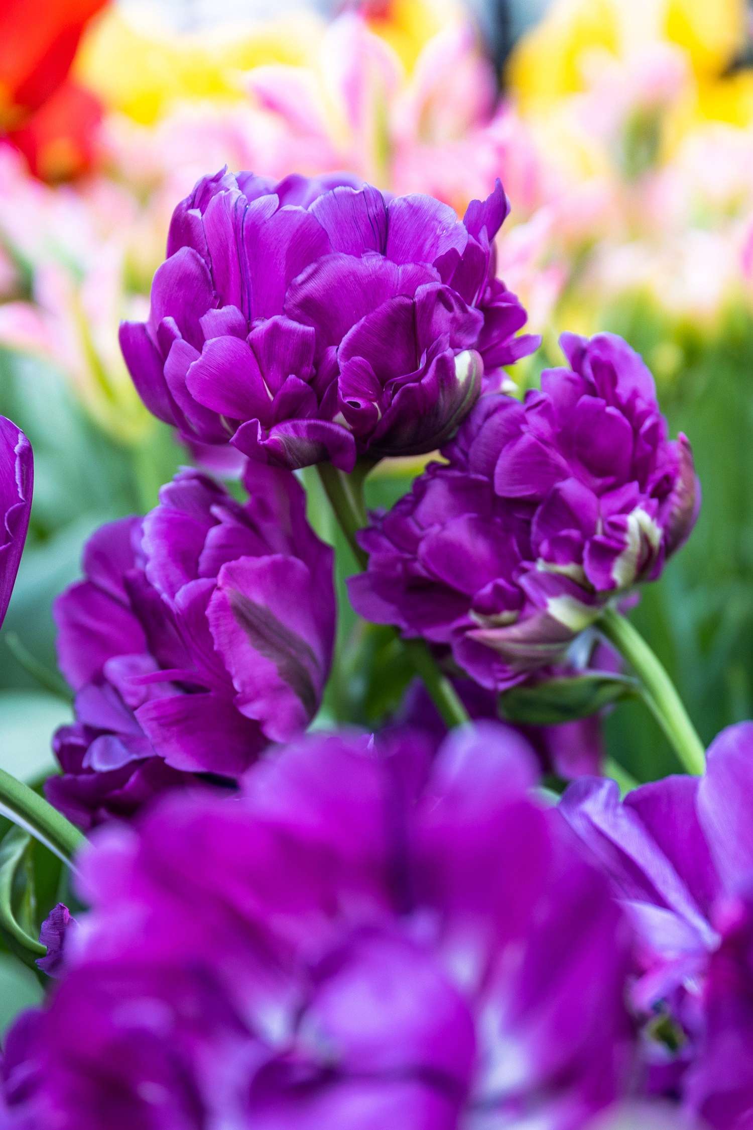 Tulppaani 'Double Negrita'